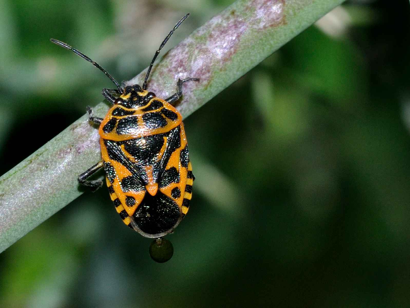 Pentatomidae: Eurydema ventralis dell''Abruzzo (AQ)